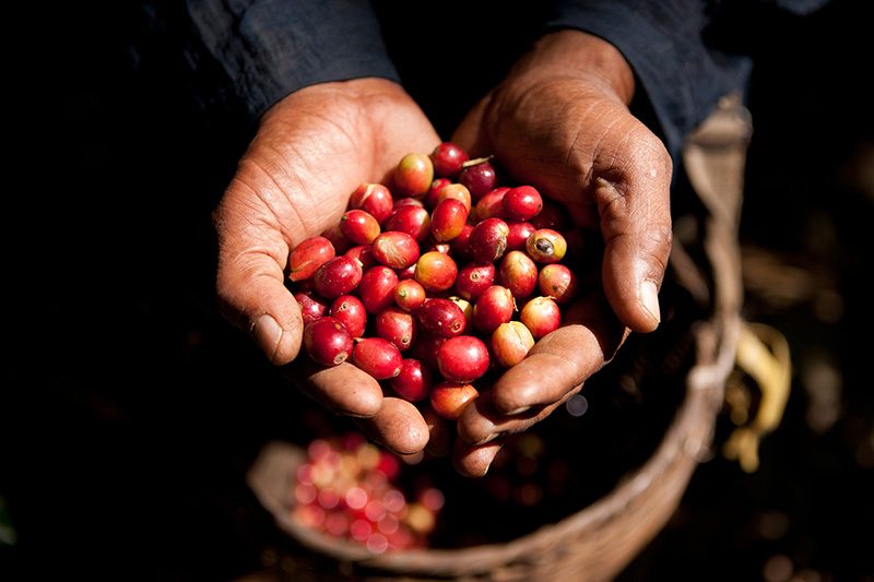 Café de Laos