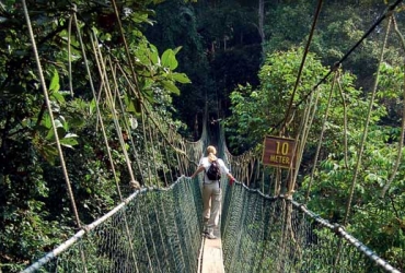 Día 6: La colina de Fraser - Parque Nacional Taman Negara (D, A, C)