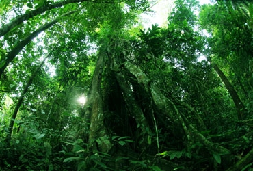 Día 9: Las tierras altas de Cameron - Selva tropical de Belum - Temengor (D, A, C)