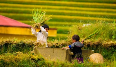 ¿Es realmente Mu Cang Chai una visita obligada en Vietnam?