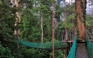Una aventura salvaje en Borneo
