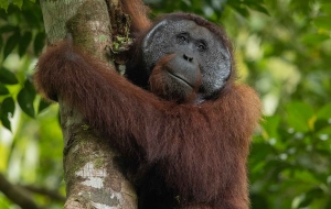 Una aventura en la jungla de Borneo