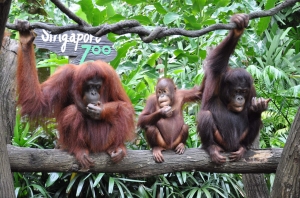 El zoológico de Singapur